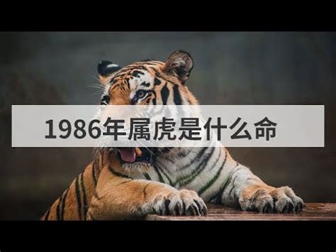 1986 虎 五行|1986年属虎的五行命理分析